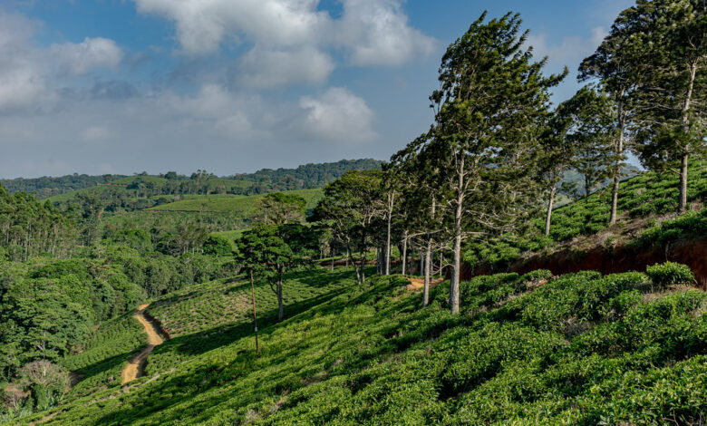 ultimate guide to  Lukwangule plain